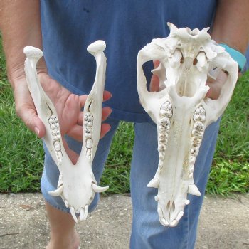 Wild Boar Skull 12 inches long - Buy now for $60