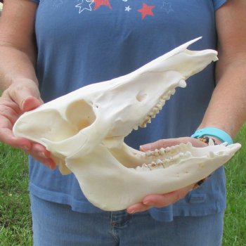 Wild Boar Skull 10-1/2 inches long - Buy now for $45