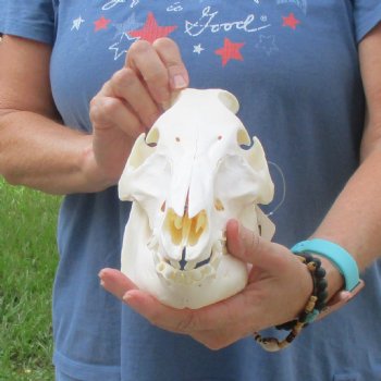 Wild Boar Skull 10-1/2 inches long - Buy now for $45