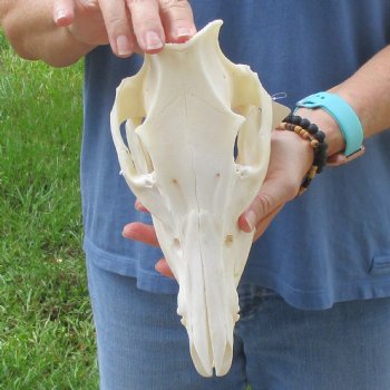 Wild Boar Skull 10-1/2 inches long - Buy now for $45