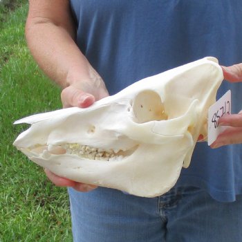 Wild Boar Skull 10-1/2 inches long - Buy now for $45