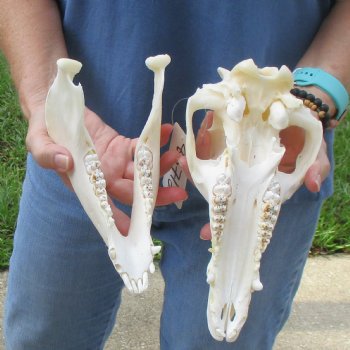 Wild Boar Skull 10-1/2 inches long - Buy now for $45