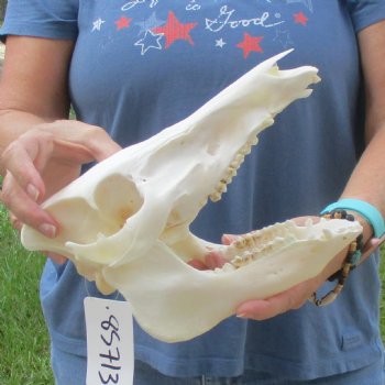 Wild Boar Skull 10 inches long - Buy now for $45