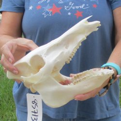 Wild Boar Skull 10 inches long - Buy now for $45