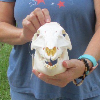 Wild Boar Skull 10 inches long - Buy now for $45