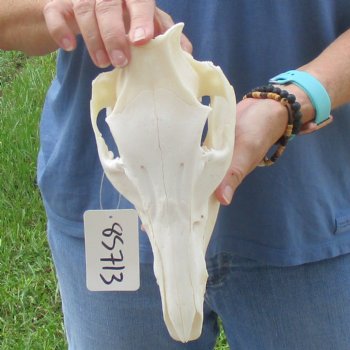Wild Boar Skull 10 inches long - Buy now for $45