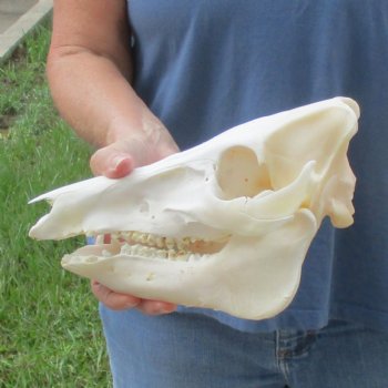 Wild Boar Skull 10 inches long - Buy now for $45