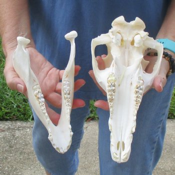 Wild Boar Skull 10 inches long - Buy now for $45