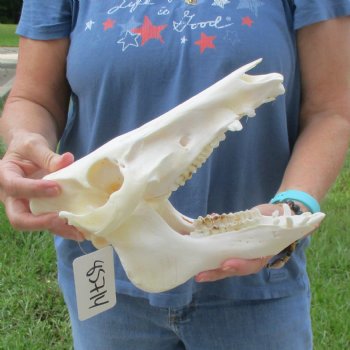 Wild Boar Skull 11 inches long - Buy now for $50