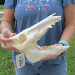 Wild Boar Skull 11 inches long - Buy now for $50