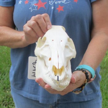 Wild Boar Skull 11 inches long - Buy now for $50