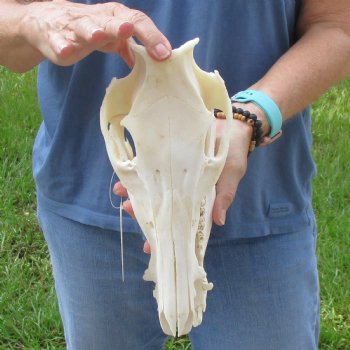 Wild Boar Skull 11 inches long - Buy now for $50