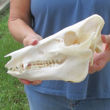 Wild Boar Skull 11 inches long - Buy now for $50