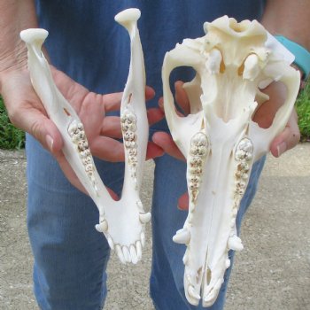 Wild Boar Skull 11 inches long - Buy now for $50