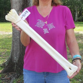 25 inch giraffe metacarpal leg bone for $125