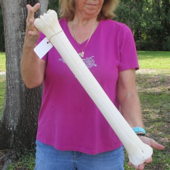 25 inch giraffe metacarpal leg bone for $125