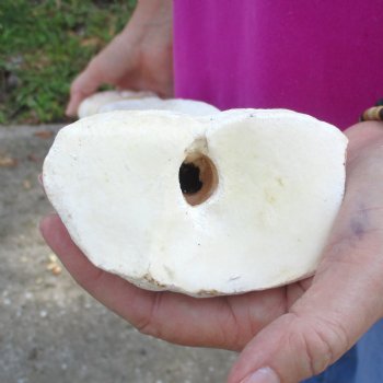 25 inch giraffe metacarpal leg bone for $125