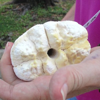 25 inch giraffe metacarpal leg bone for $125