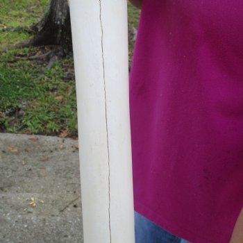 25 inch giraffe metacarpal leg bone for $125