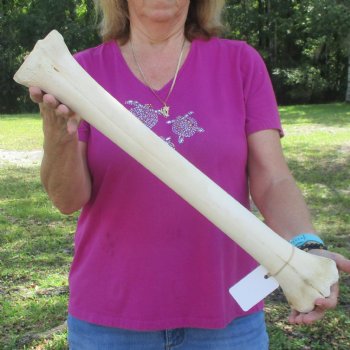 23 inch giraffe metacarpal leg bone for $120