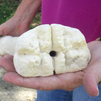 23 inch giraffe metacarpal leg bone for $120