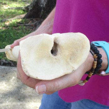 23 inch giraffe metacarpal leg bone for $120