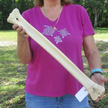 23" Giraffe Metatarsal Leg Bone 
