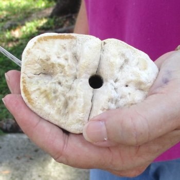 23" Giraffe Metatarsal Leg Bone 