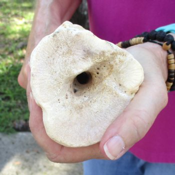 23" Giraffe Metatarsal Leg Bone 