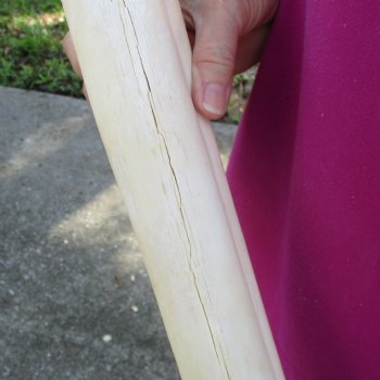 23" Giraffe Metatarsal Leg Bone 