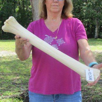 24 inch giraffe metacarpal leg bone for $120