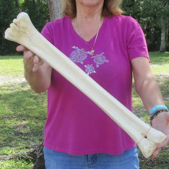24 inch giraffe metacarpal leg bone for $120