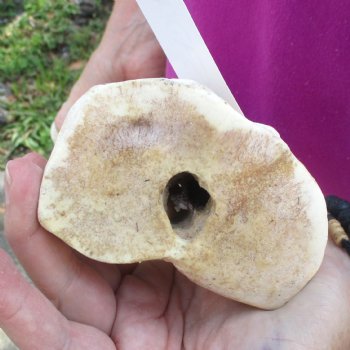 24 inch giraffe metacarpal leg bone for $120