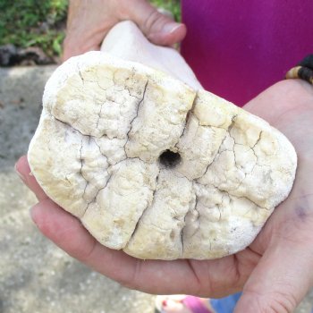 24 inch giraffe metacarpal leg bone for $120