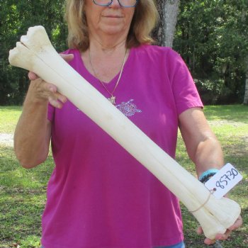 23 inch giraffe metacarpal leg bone for $120