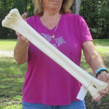 23 inch giraffe metacarpal leg bone for $120