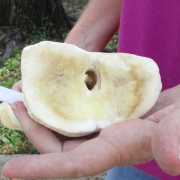 23 inch giraffe metacarpal leg bone for $120