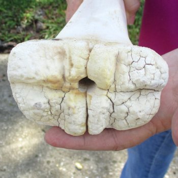 23 inch giraffe metacarpal leg bone for $120