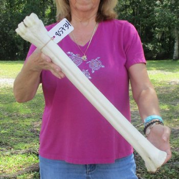 Buy Now 24" Giraffe Metatarsal Leg Bone - $120