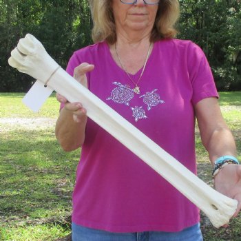 Buy Now 24" Giraffe Metatarsal Leg Bone - $120
