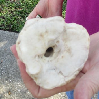 Buy Now 24" Giraffe Metatarsal Leg Bone - $120