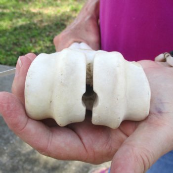 Buy Now 24" Giraffe Metatarsal Leg Bone - $120