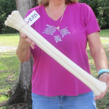 Buy Now 23" Giraffe Metatarsal Leg Bone - $120