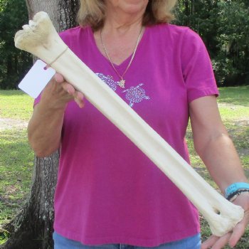 Buy Now 23" Giraffe Metatarsal Leg Bone - $120