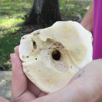 Buy Now 23" Giraffe Metatarsal Leg Bone - $120