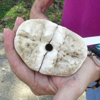 Buy Now 23" Giraffe Metatarsal Leg Bone - $120