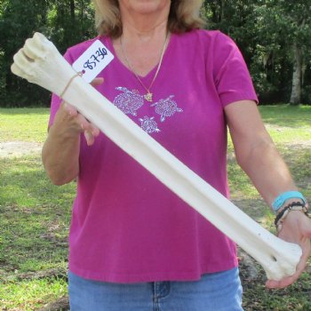 Buy Now 24" Giraffe Metatarsal Leg Bone - $120