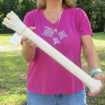 Buy Now 24" Giraffe Metatarsal Leg Bone - $120
