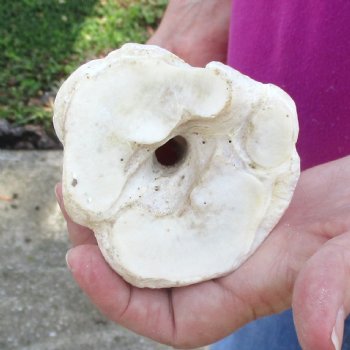 Buy Now 24" Giraffe Metatarsal Leg Bone - $120