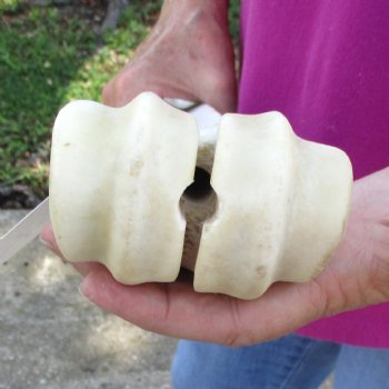 Buy Now 24" Giraffe Metatarsal Leg Bone - $120